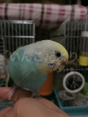 コメントの画像
