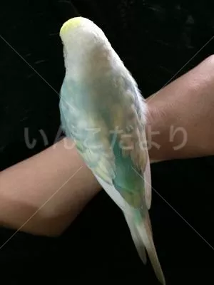 コメントの画像