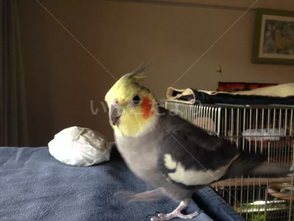 コメントの画像