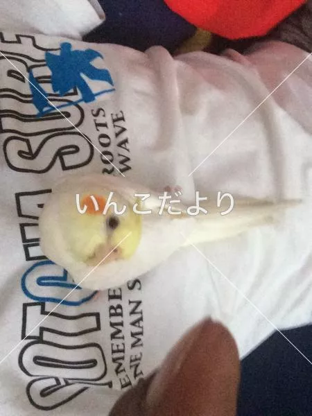 コメントの画像