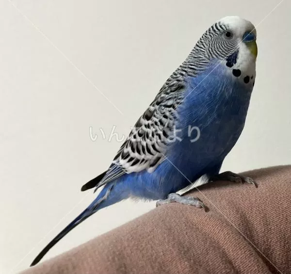 コメントの画像