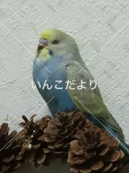 コメントの画像