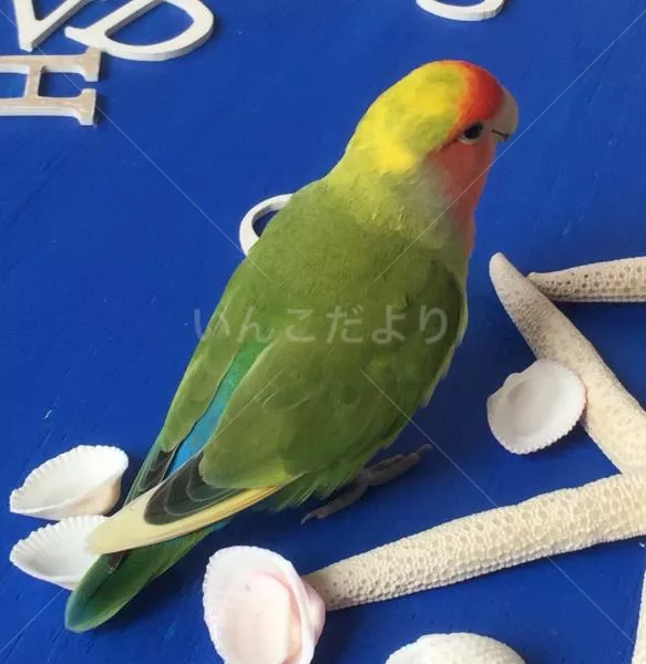 コメントの画像