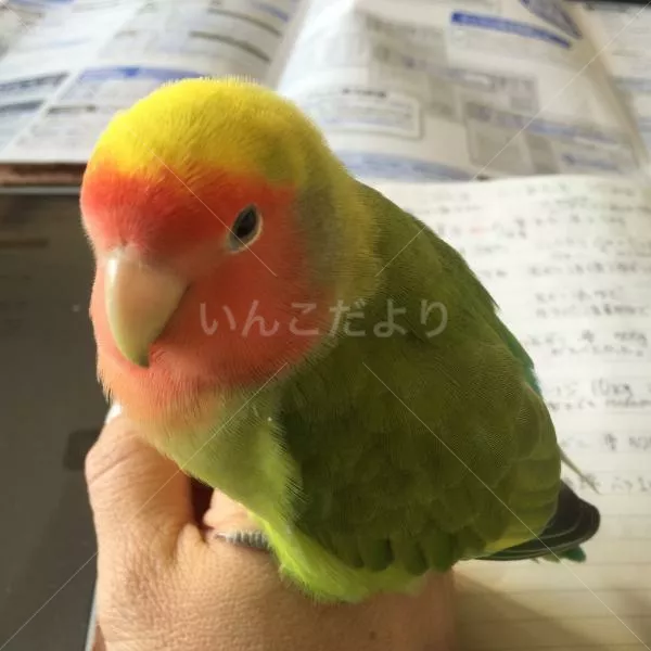 コメントの画像