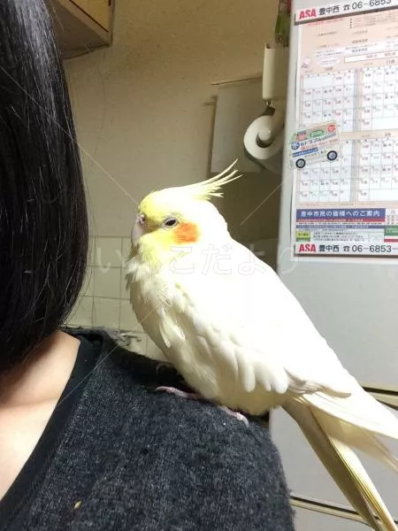 コメントの画像