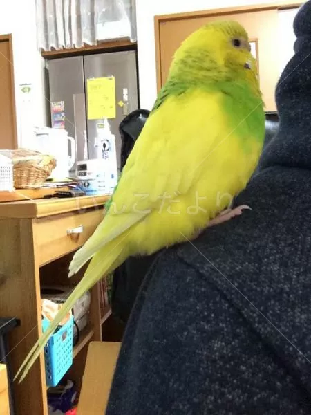 コメントの画像