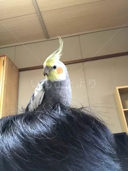 コメントの画像