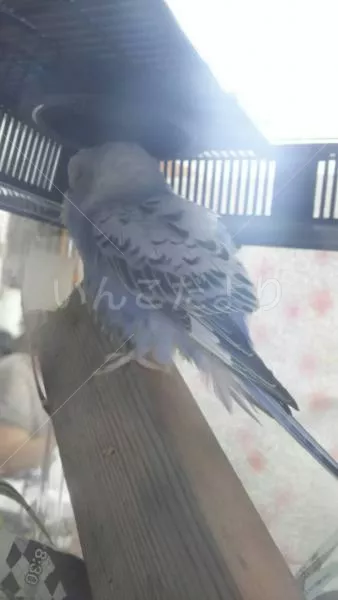 コメントの画像