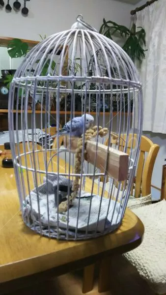 コメントの画像