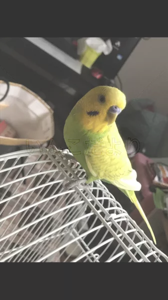 コメントの画像