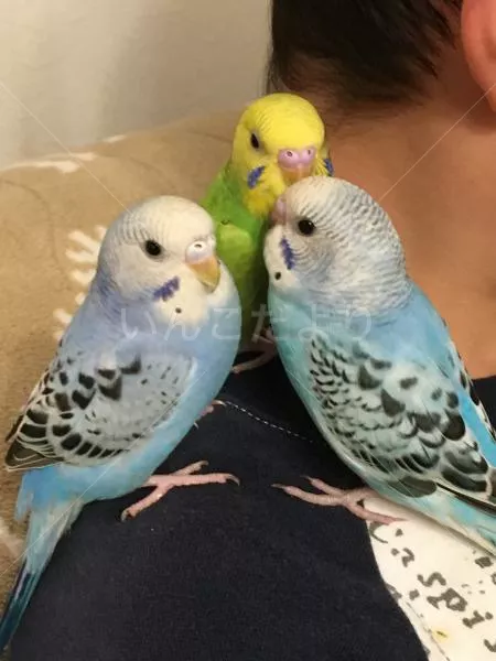 コメントの画像