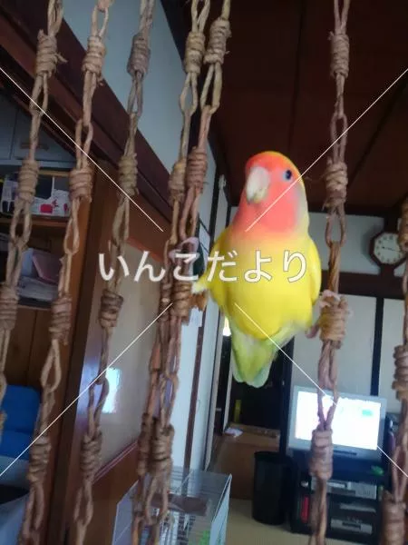 コメントの画像