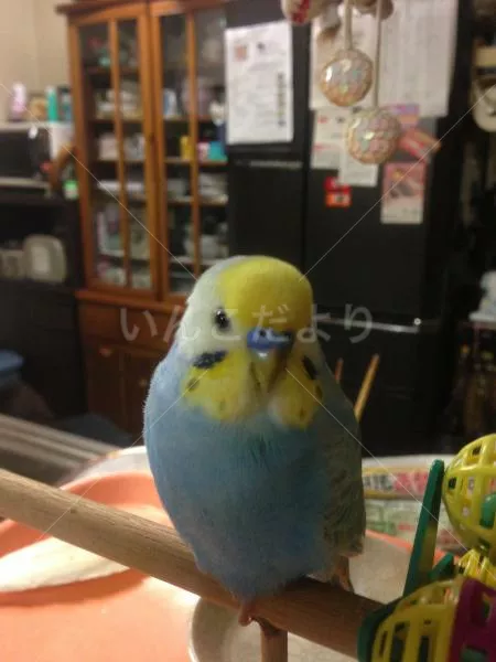 コメントの画像