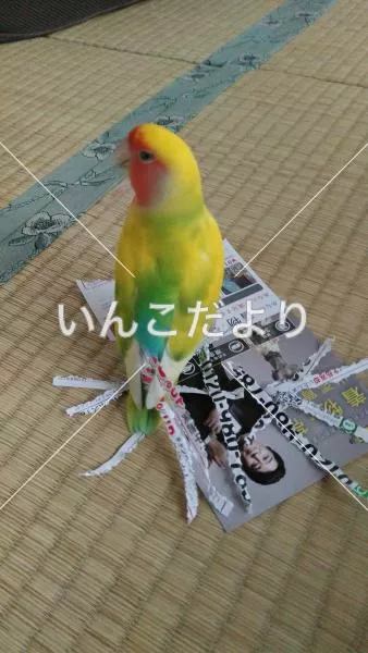 コメントの画像