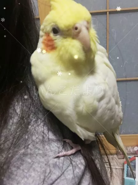 コメントの画像