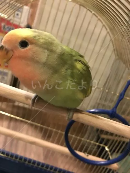 コメントの画像