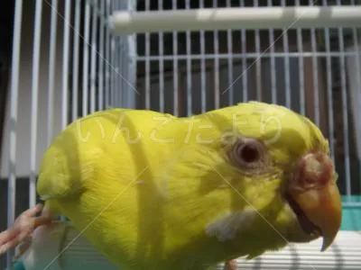 コメントの画像