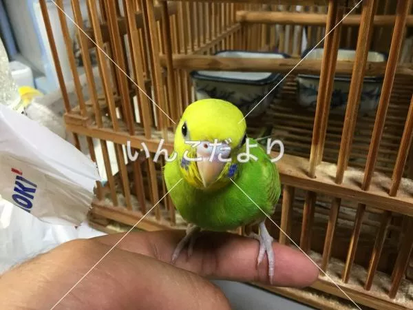 コメントの画像