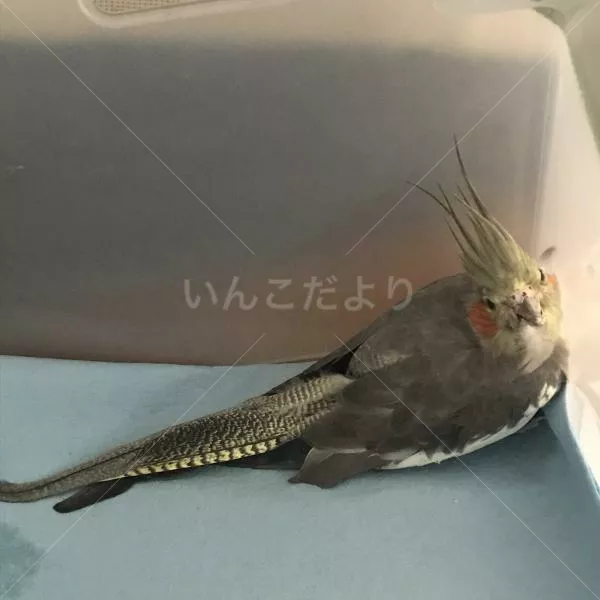 コメントの画像