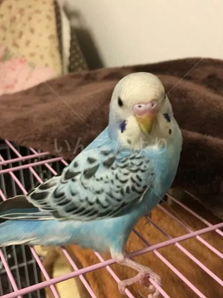 コメントの画像