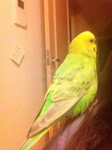 コメントの画像