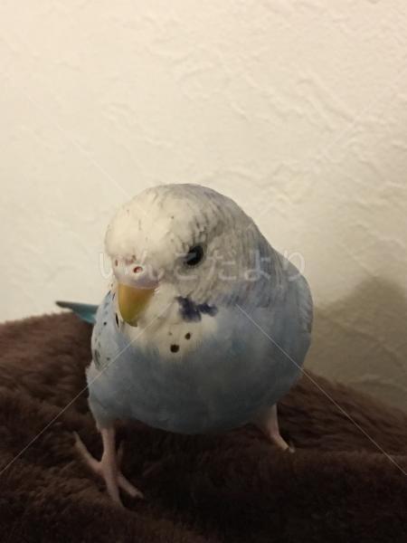 コメントの画像