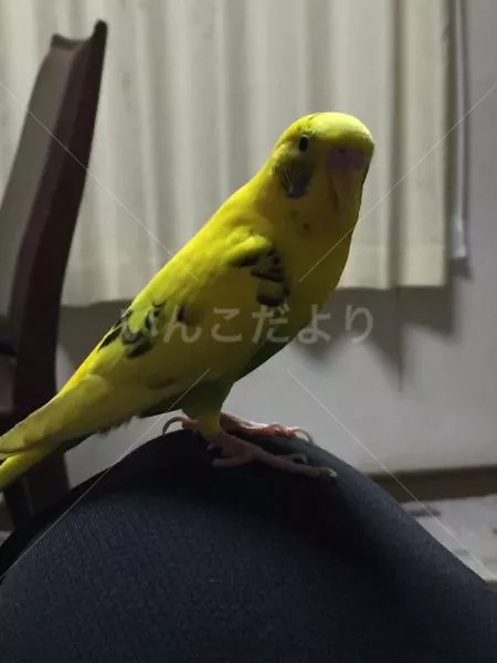 コメントの画像