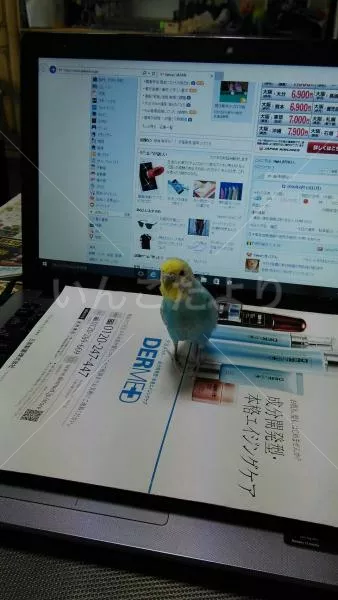 コメントの画像