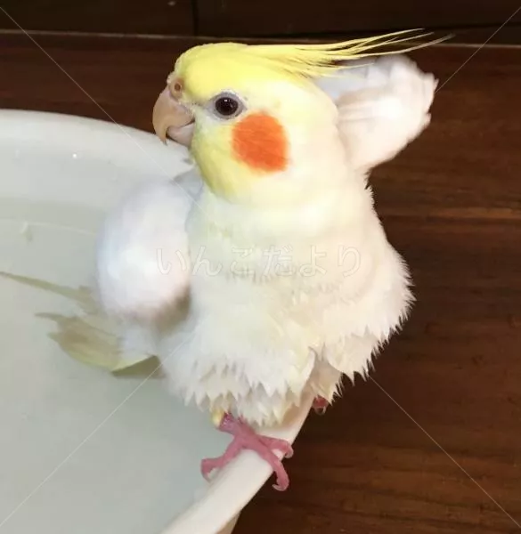 コメントの画像