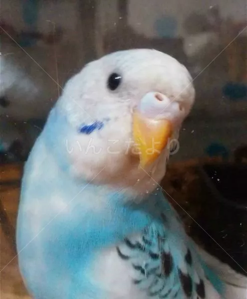 コメントの画像