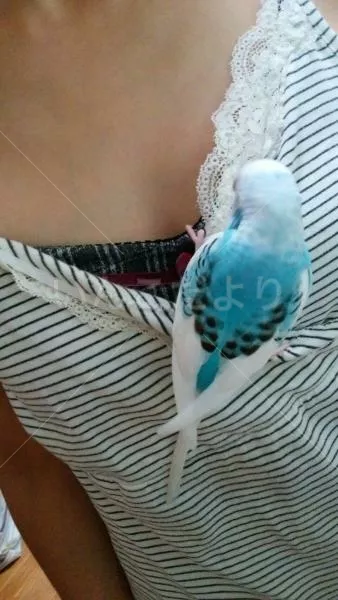 コメントの画像