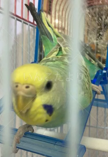 コメントの画像