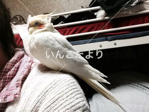 コメントの画像