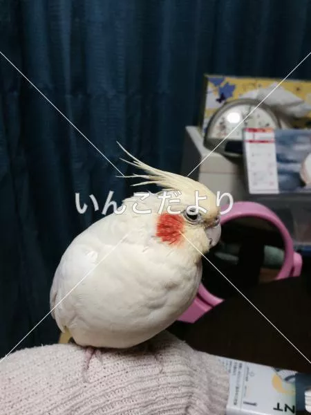 コメントの画像