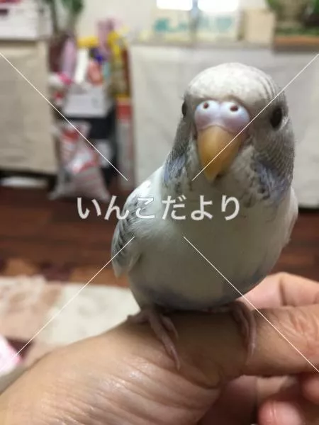 コメントの画像