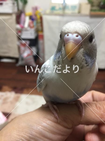 コメントの画像
