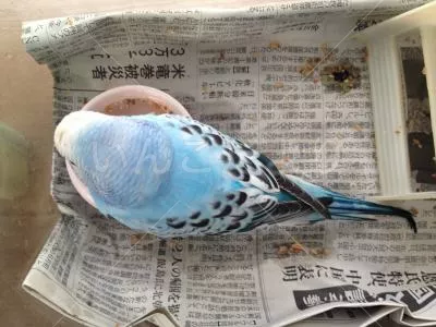 コメントの画像