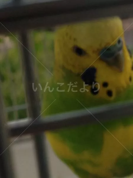 コメントの画像