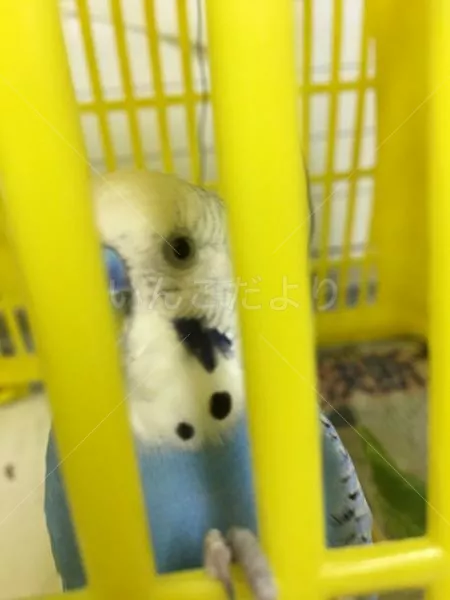 コメントの画像