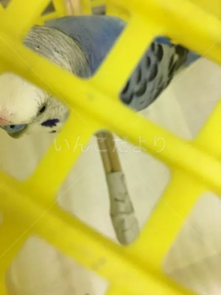 コメントの画像