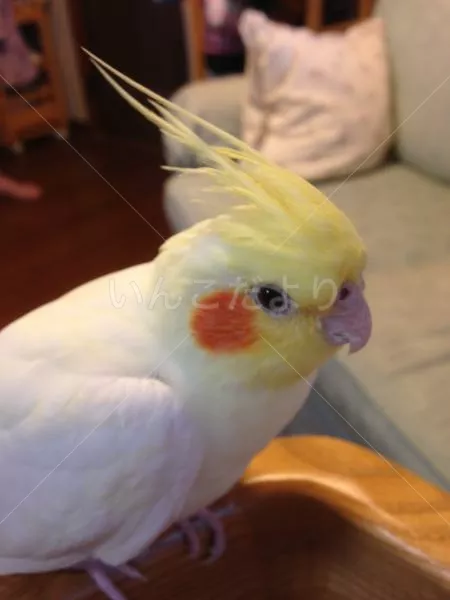 コメントの画像