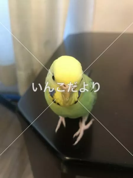 コメントの画像