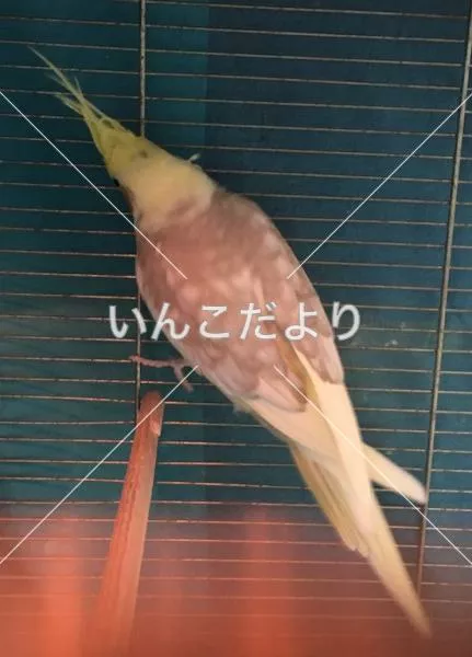 コメントの画像