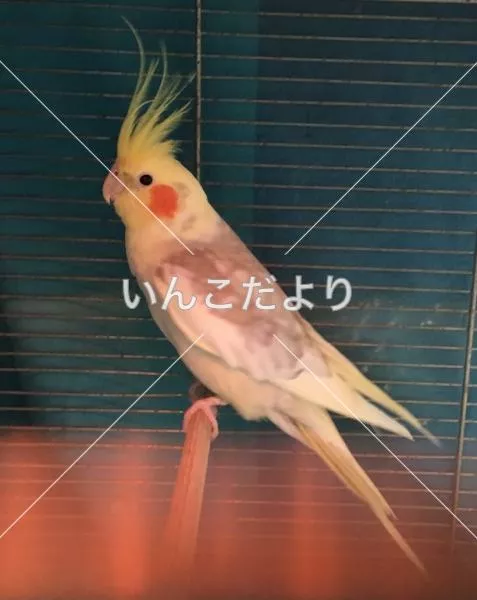 コメントの画像