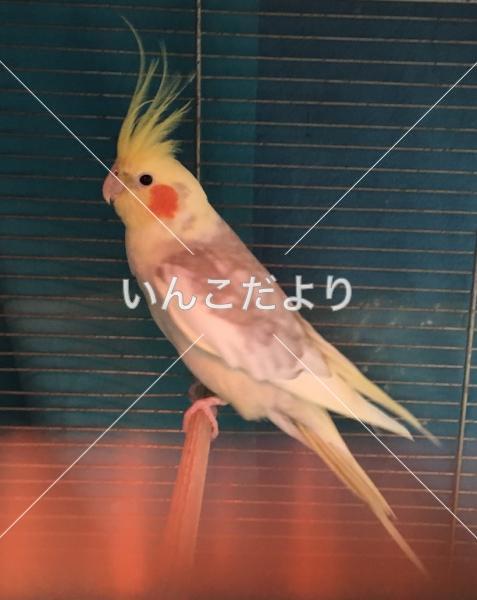 コメントの画像