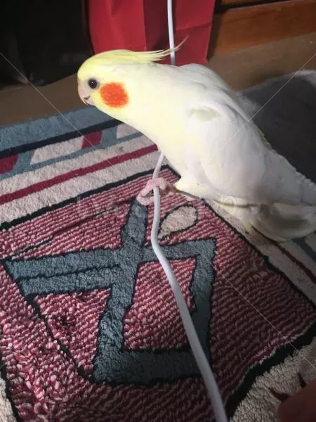 コメントの画像