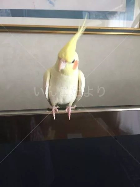 コメントの画像