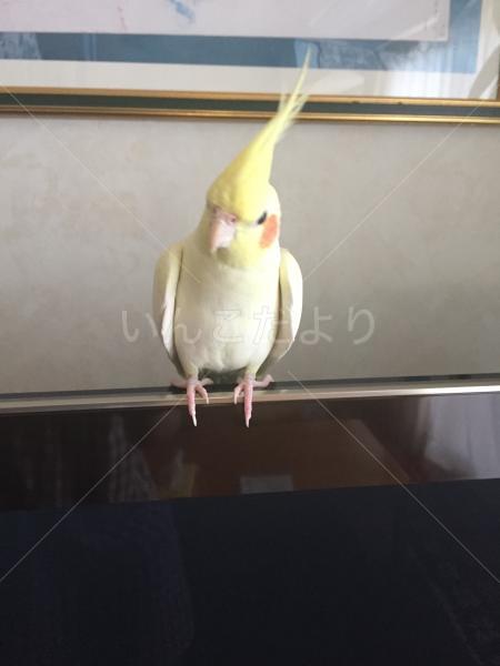 コメントの画像