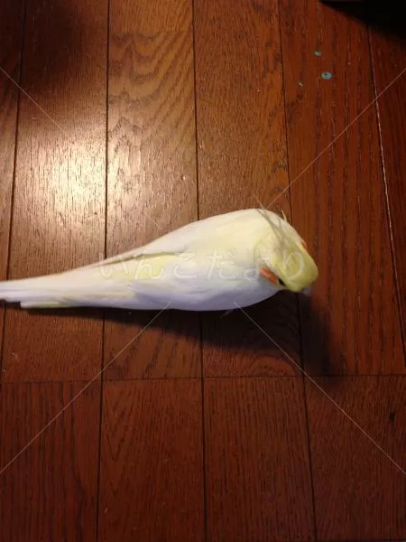 コメントの画像