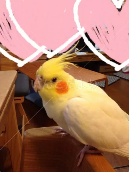 コメントの画像